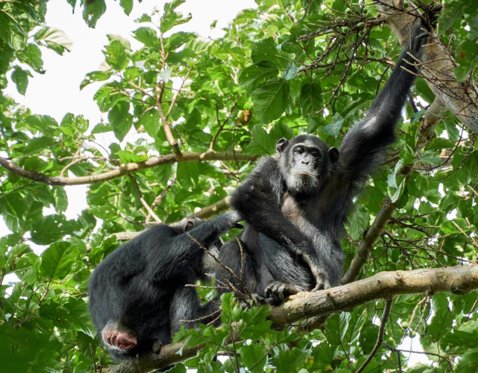 Can I Combine Birding with Chimpanzee Tracking in Uganda or Tanzania?