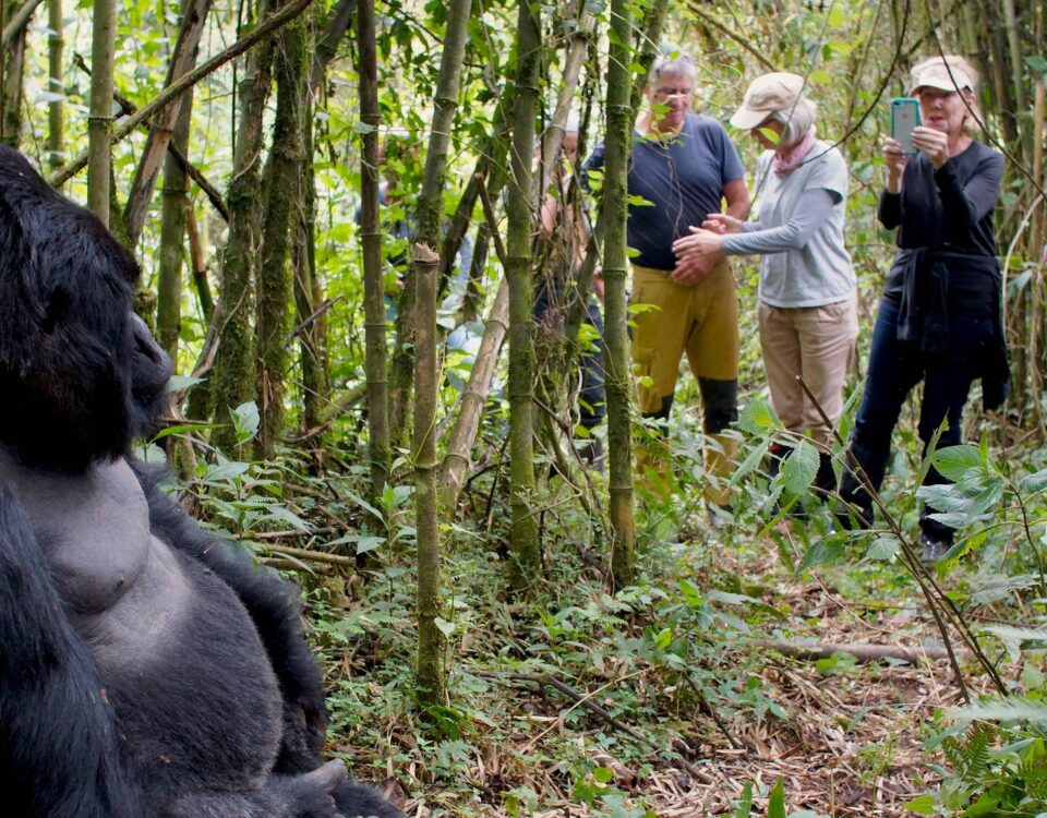 How Do Gorilla Trekking Safaris Contribute to Local Communities?