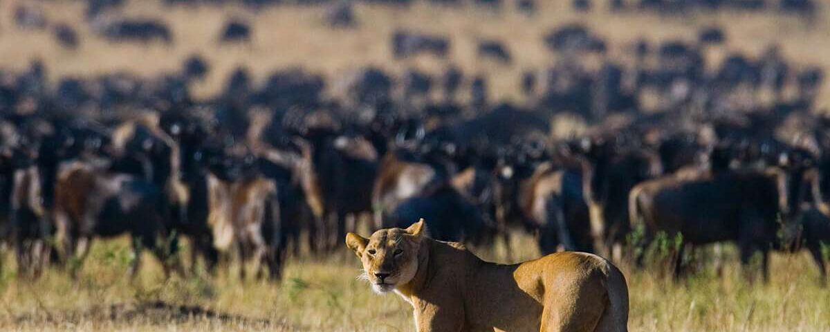 How Far in Advance Should I Book My Great Migration Safari?