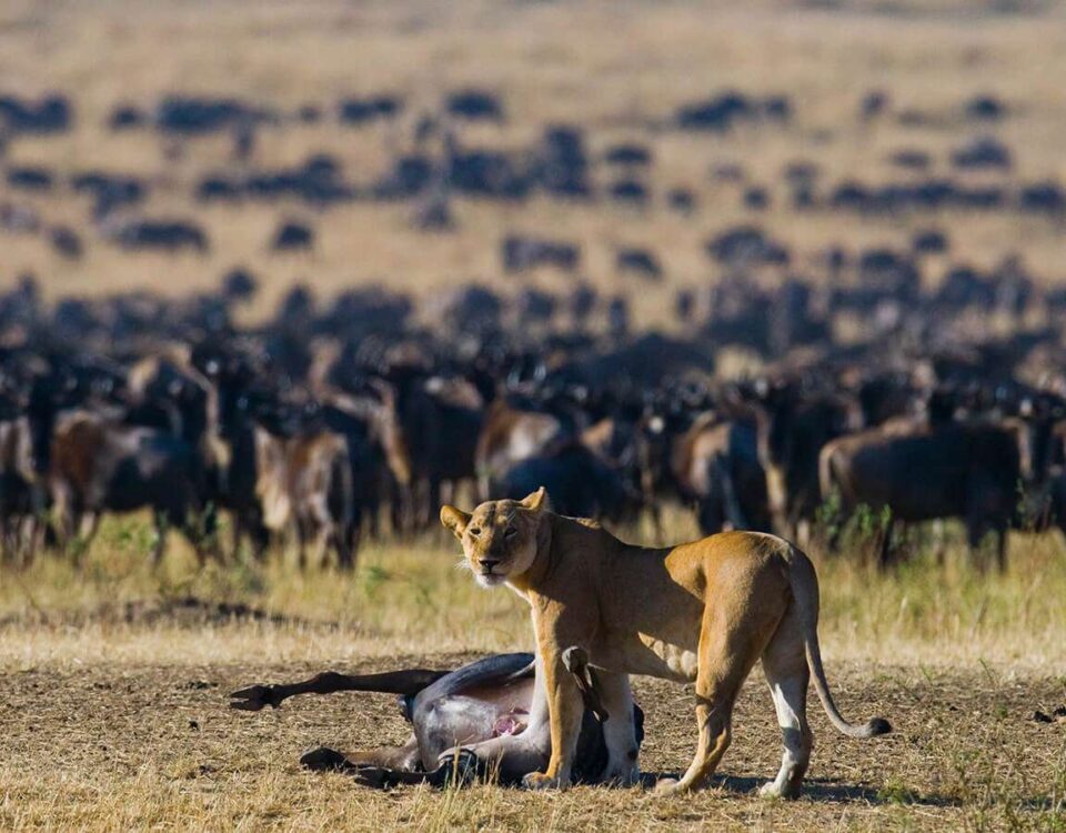 How Far in Advance Should I Book My Great Migration Safari?