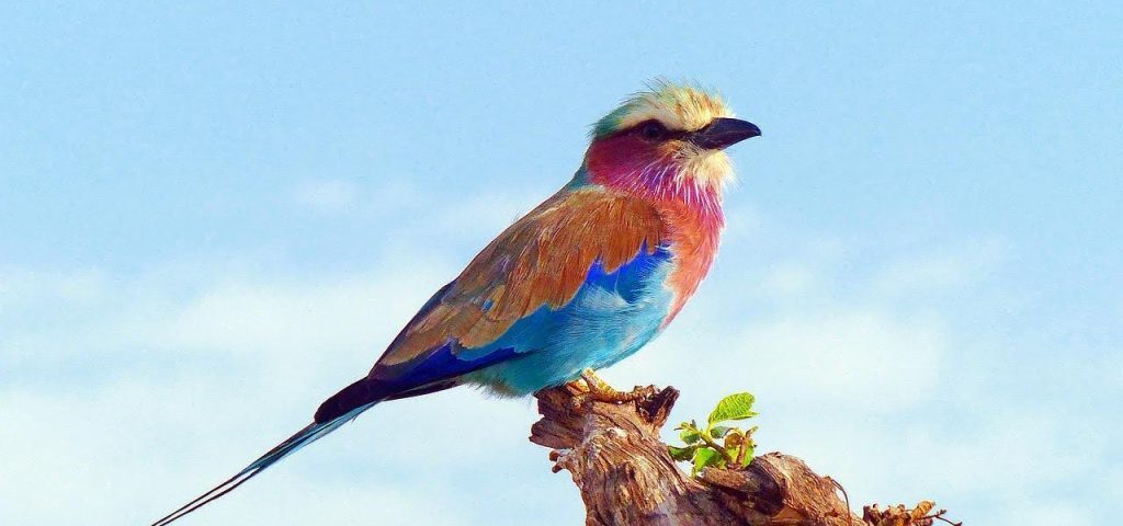What Makes East Africa One of the Best Destinations in the World for Birding Safaris?