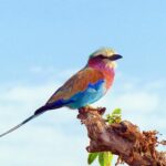 What Makes East Africa One of the Best Destinations in the World for Birding Safaris?
