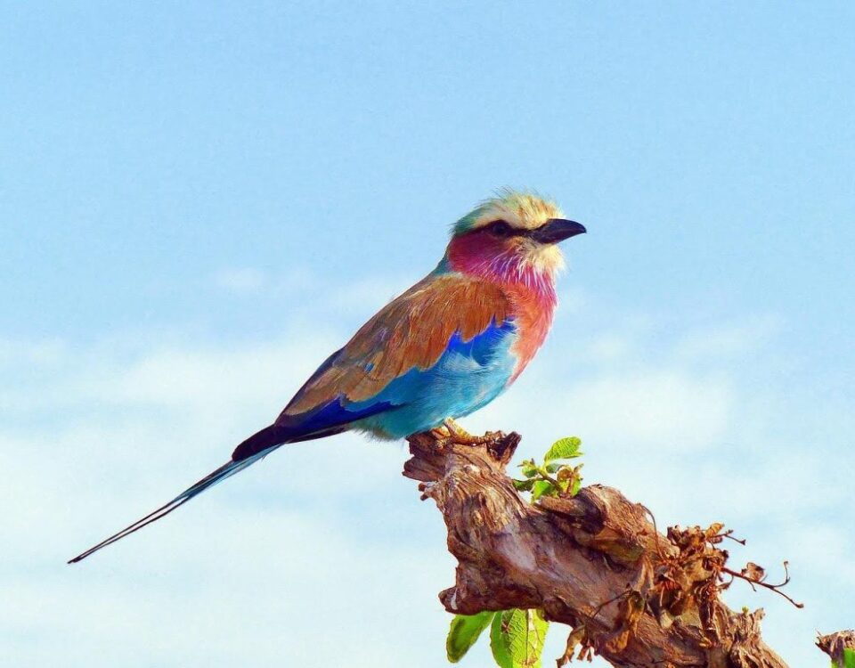 What Makes East Africa One of the Best Destinations in the World for Birding Safaris?