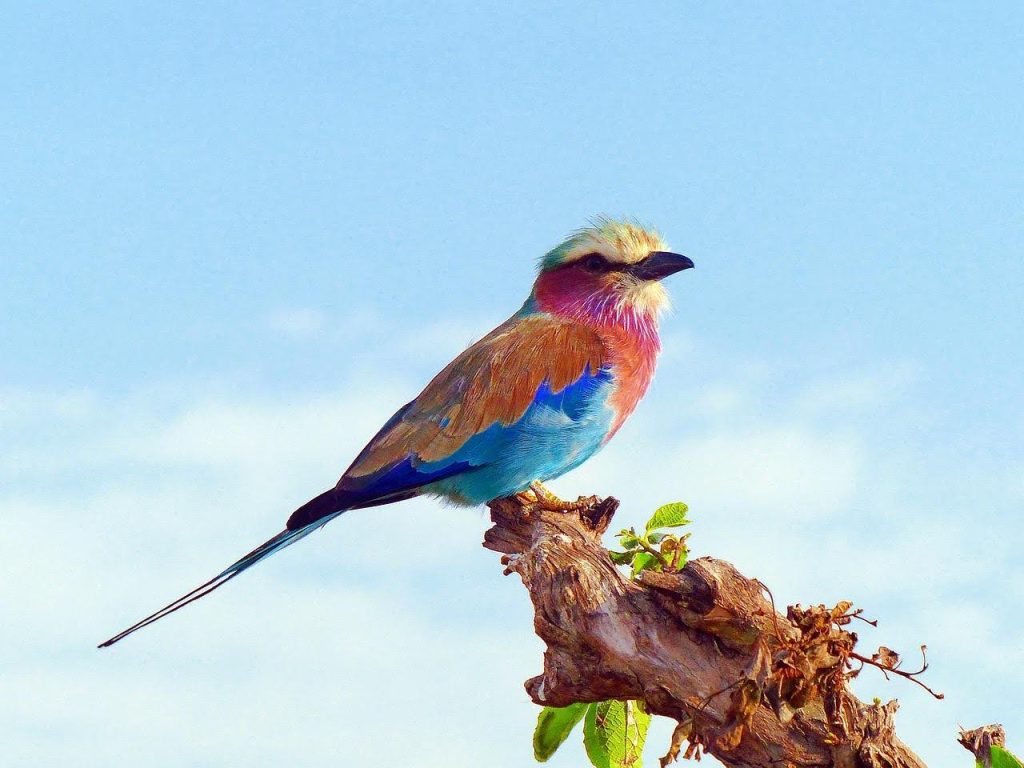 What Makes East Africa One of the Best Destinations in the World for Birding Safaris?