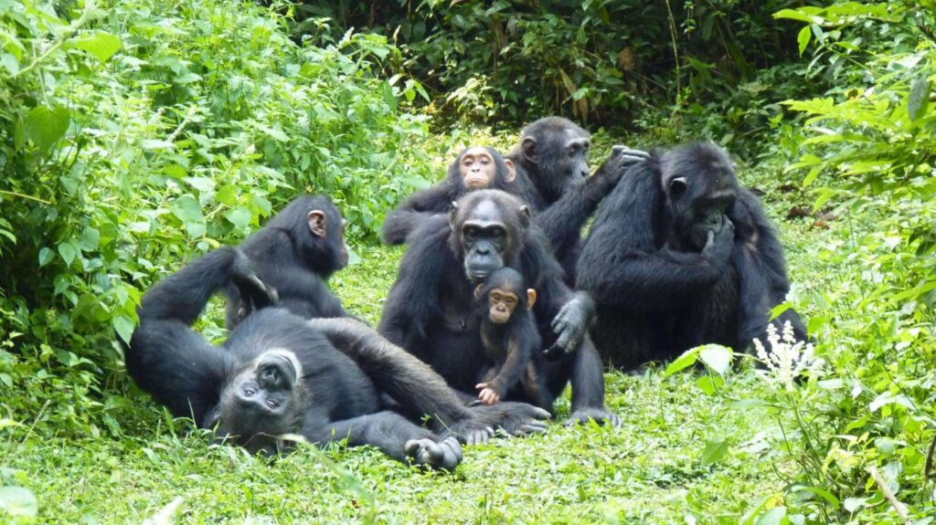 What Makes Nyungwe Forest Special for Chimp Tracking