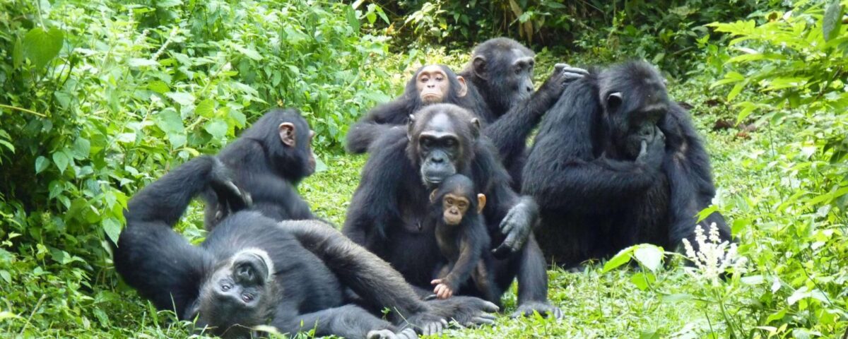 What Makes Nyungwe Forest Special for Chimp Tracking