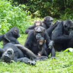 What Makes Nyungwe Forest Special for Chimp Tracking