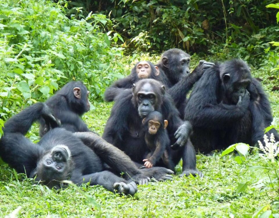 What Makes Nyungwe Forest Special for Chimp Tracking