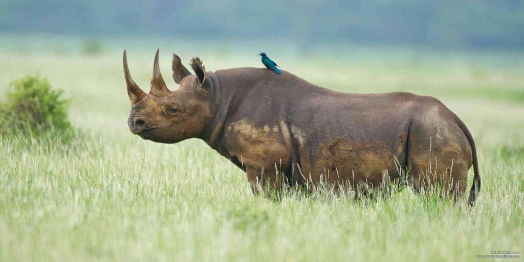 What Safety Tips Should I Follow During Birding Safaris?