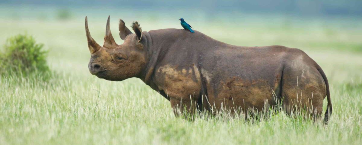 What Safety Tips Should I Follow During Birding Safaris?