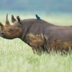 What Safety Tips Should I Follow During Birding Safaris?