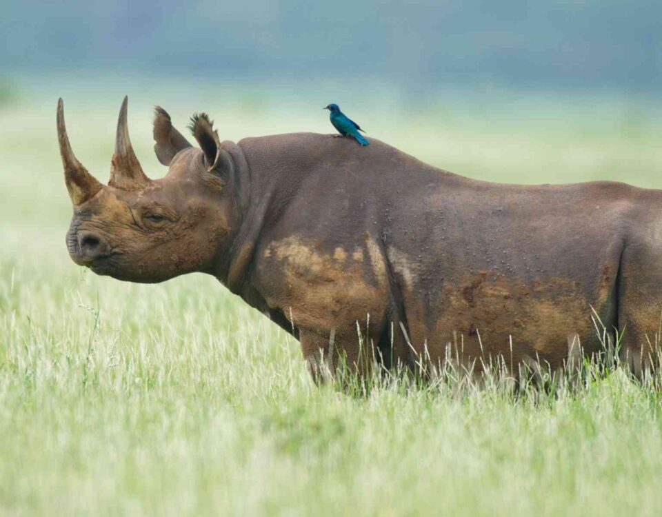 What Safety Tips Should I Follow During Birding Safaris?