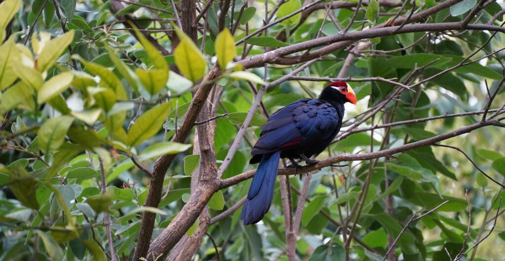 Which East African Countries Offer the Most Rewarding Birding Safaris for Beginners and Experienced Birders?