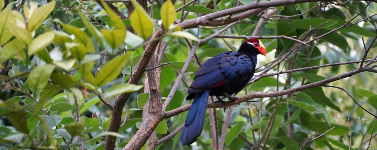 Which East African Countries Offer the Most Rewarding Birding Safaris for Beginners and Experienced Birders?