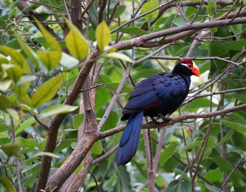 Which East African Countries Offer the Most Rewarding Birding Safaris for Beginners and Experienced Birders?